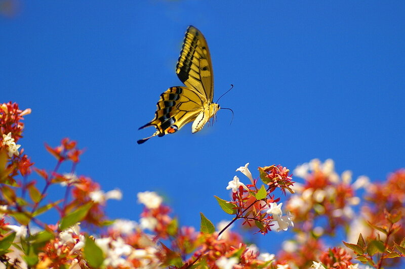Yellow Butterfly Flying — Blue