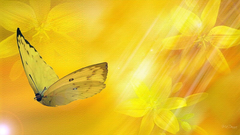 Yellow Butterfly Flying — Serene