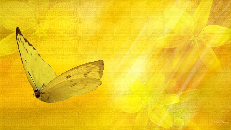 Yellow Butterfly Flying