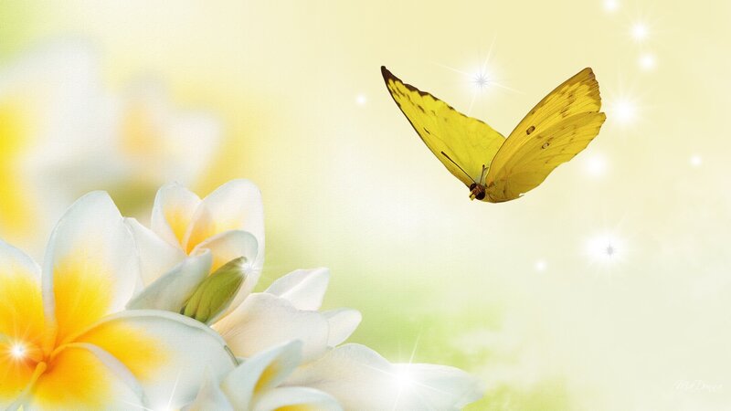 Yellow Butterfly Near Flowers