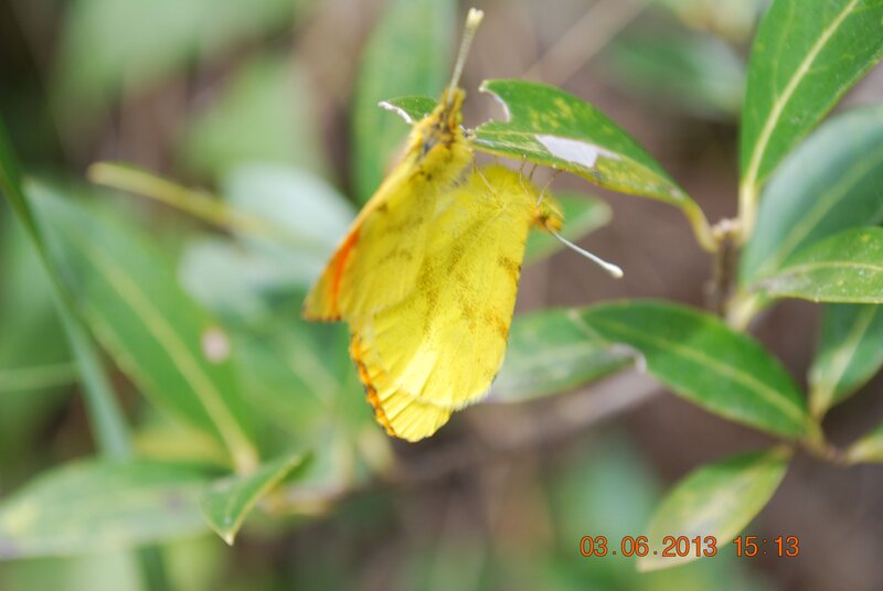 Yellow butterfly on a leaf