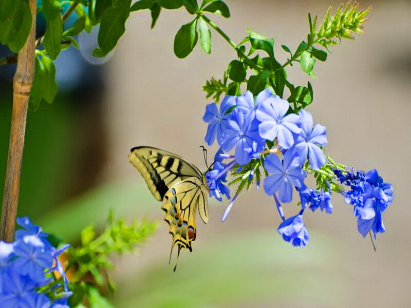 Yellow Butterfly on Blue Flowers