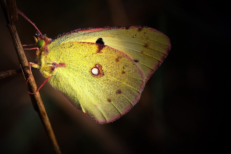 Yellow Butterfly on Branch — Dramatic