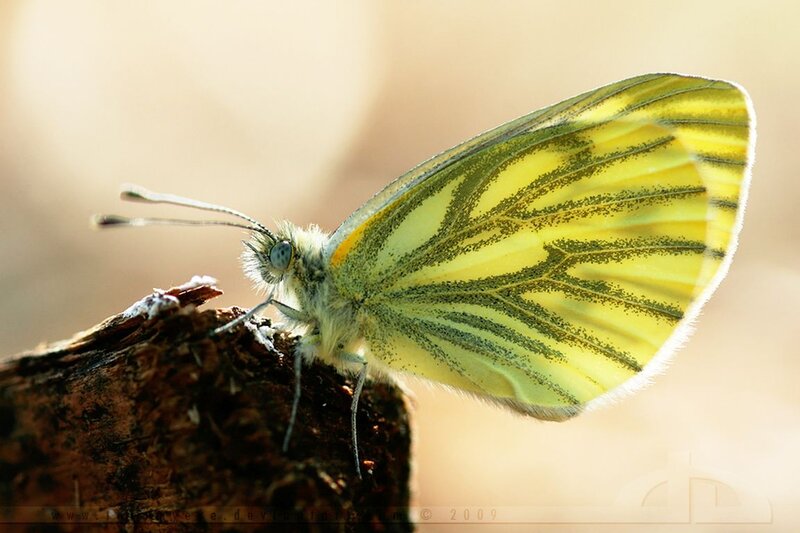 Yellow Butterfly on Branch — Serene