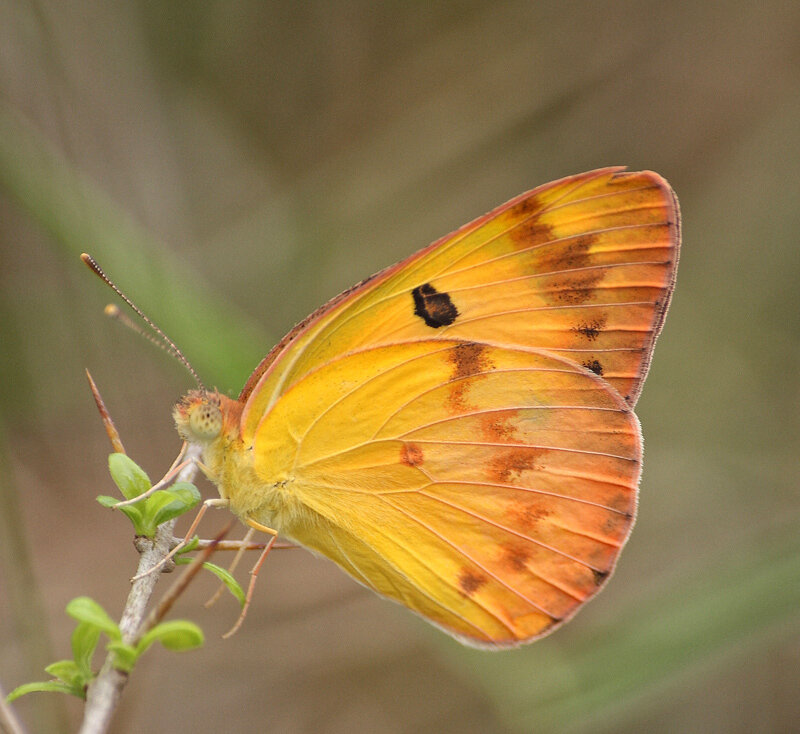 Yellow Butterfly on Branch