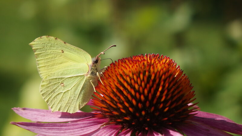 Yellow Butterfly on Coneflower — Calm