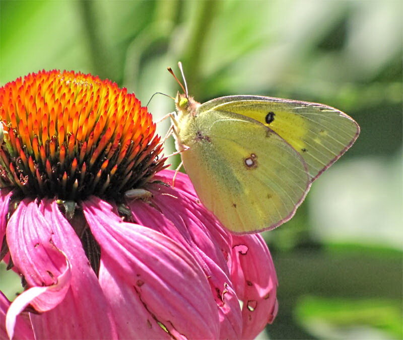 Yellow Butterfly on Coneflower