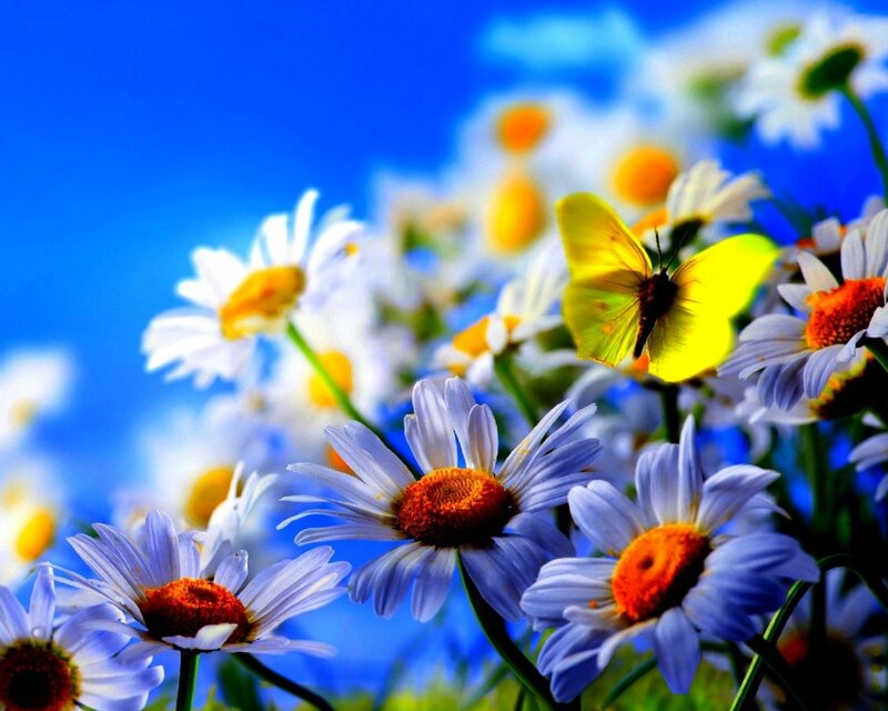 Yellow Butterfly on Daisies