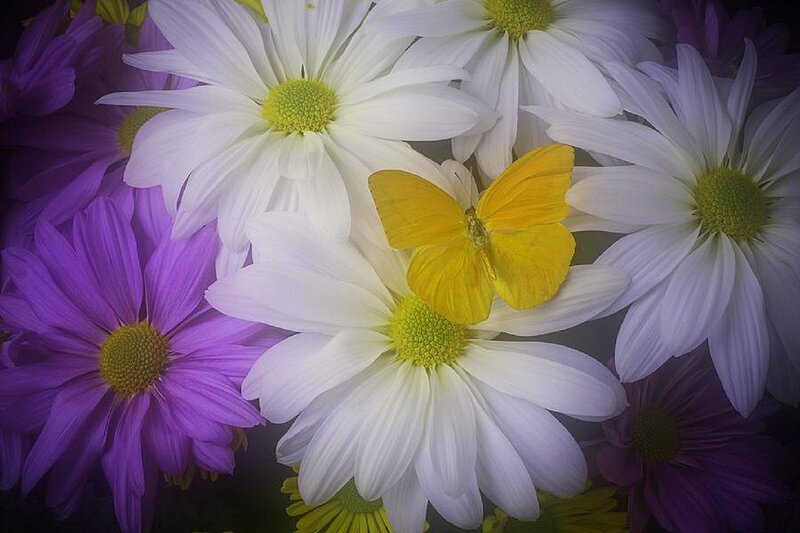Yellow Butterfly on Daisies — White