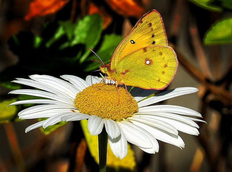 Yellow Butterfly on Daisy