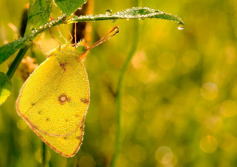 Yellow butterfly on dewy leaf
