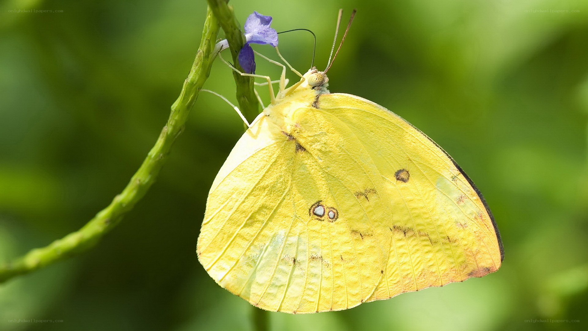 Yellow butterfly on flower