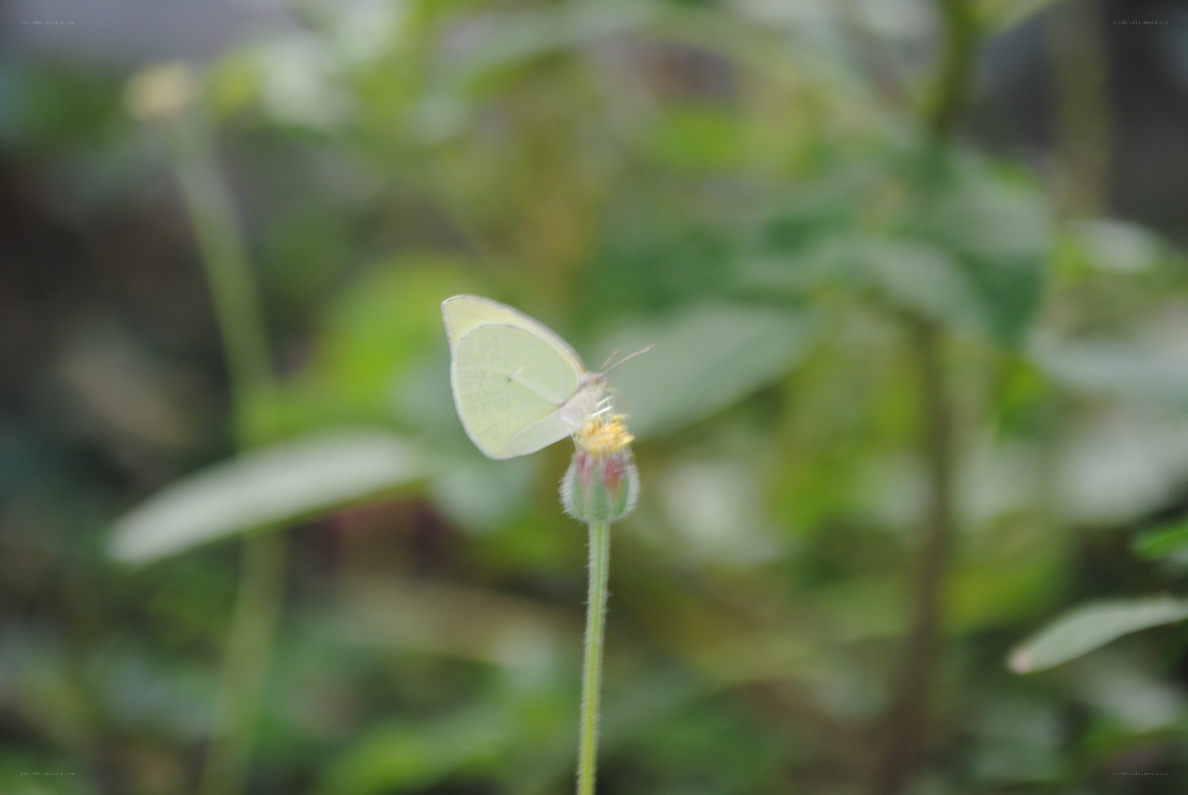 Yellow butterfly on flower