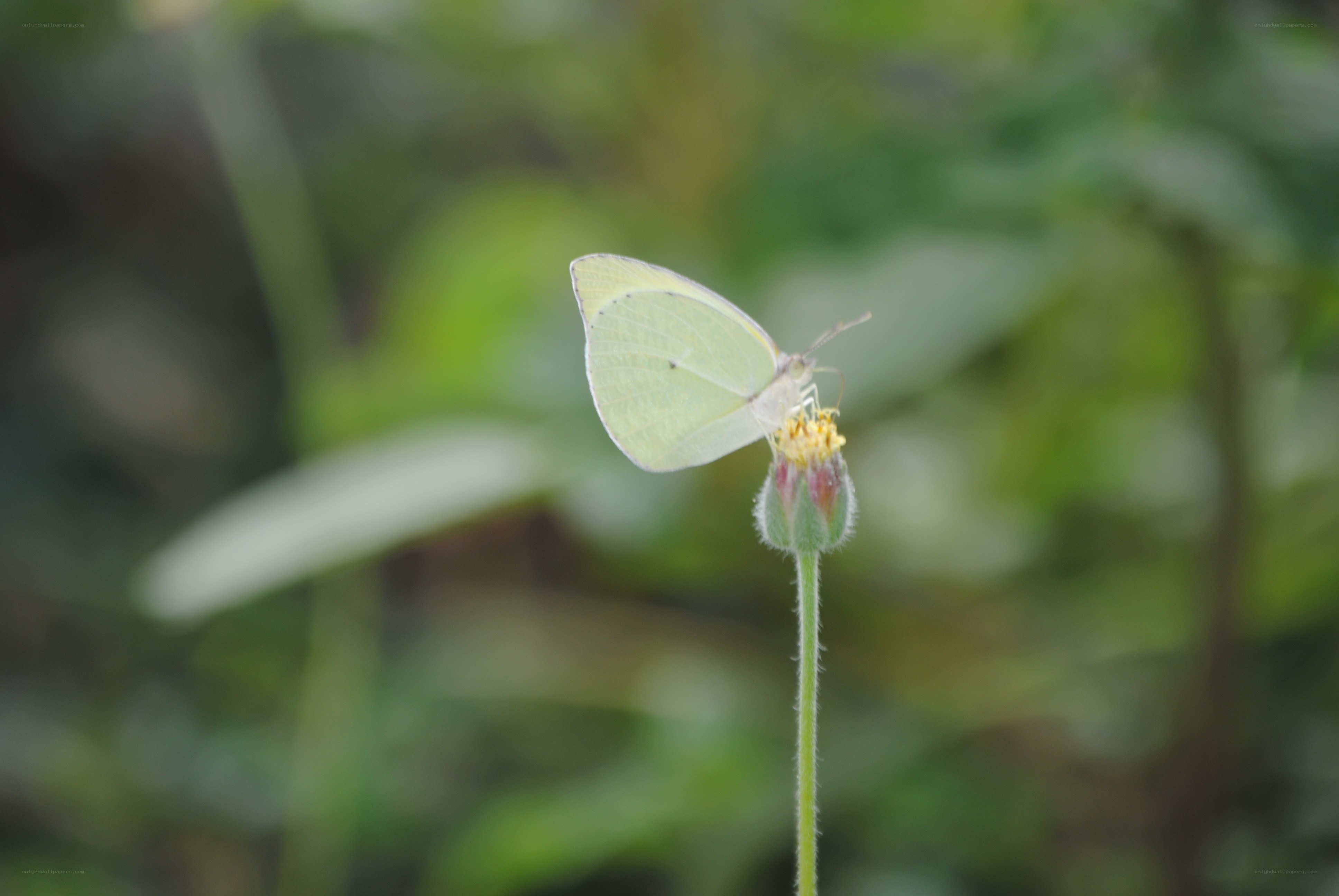 Yellow butterfly on flower