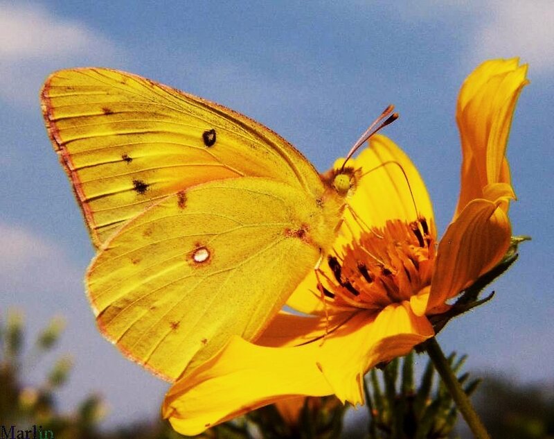 Yellow butterfly on flower