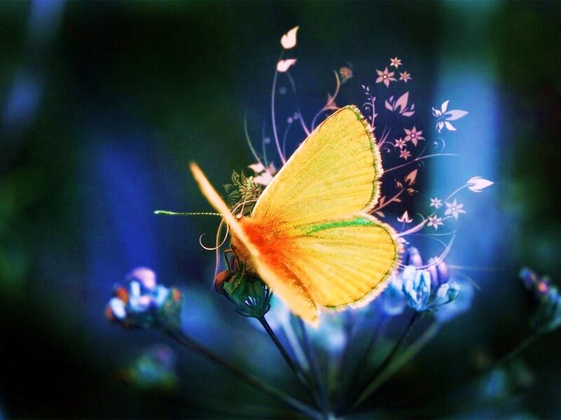 Yellow butterfly on flower
