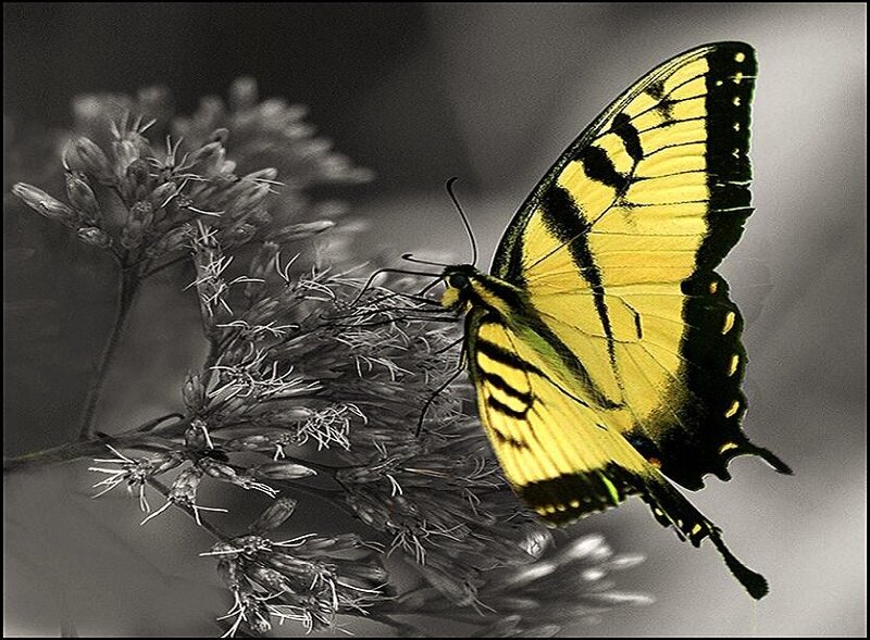 yellow butterfly on flower