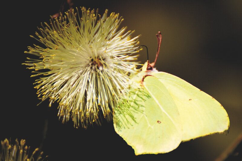 Yellow Butterfly on Flower — Calm, Afternoon, Photograph, Antennae