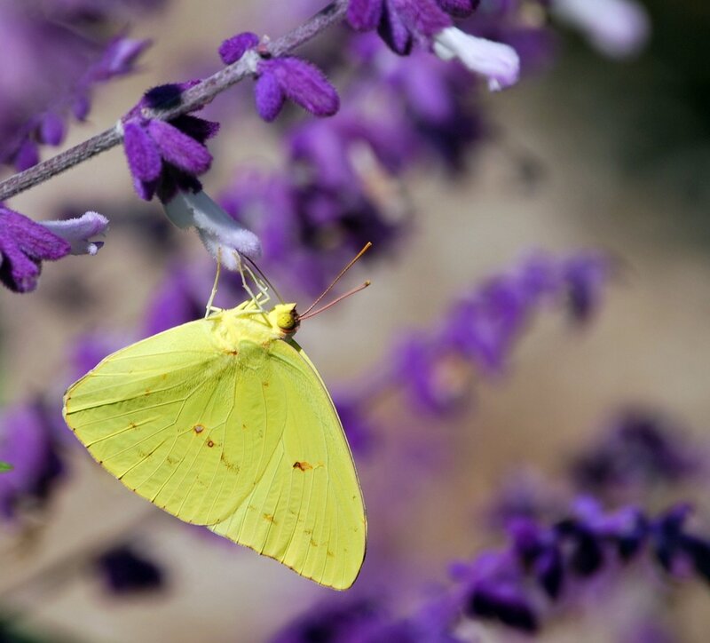 Yellow Butterfly on Flower — Calm, Afternoon, Photograph, Branch