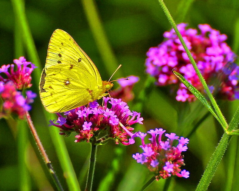 Yellow Butterfly on Flower — Calm, Afternoon, Photograph, Grass