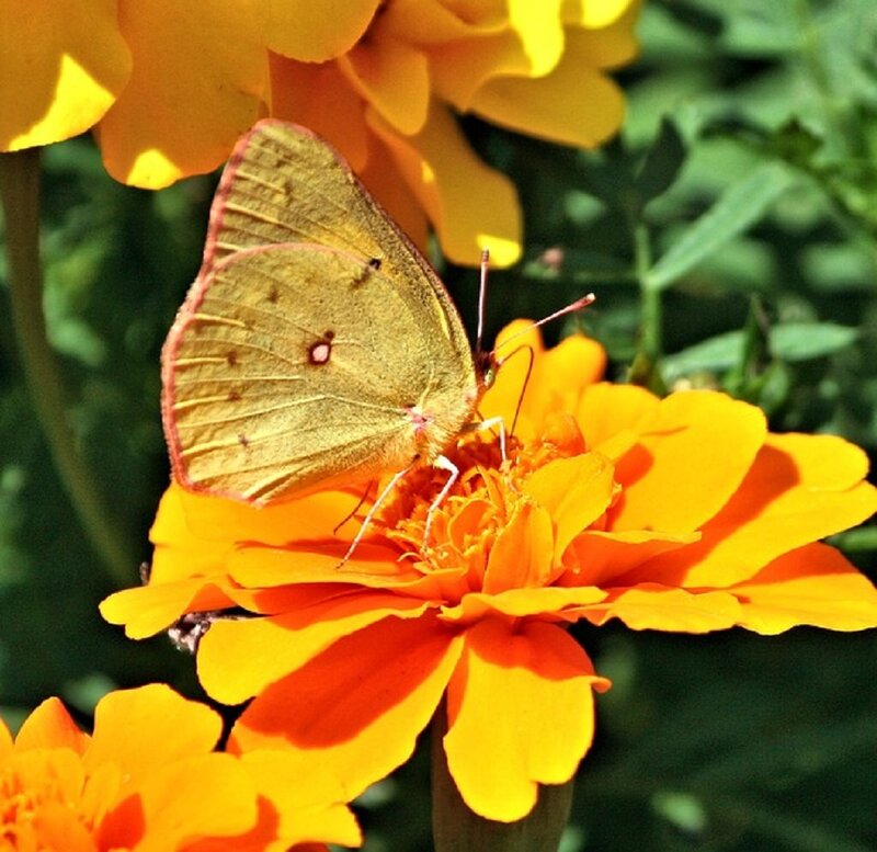 Yellow Butterfly on Flower — Calm, Afternoon, Photograph, Green Leaves