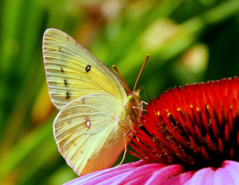 Yellow Butterfly on Flower — Calm, Afternoon, Photograph, Greenery