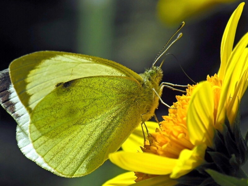 Yellow Butterfly on Flower — Calm, Afternoon, Photograph, Insect