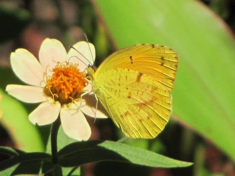 Yellow Butterfly on Flower — Calm, Afternoon, Photograph, Leaf, Insect