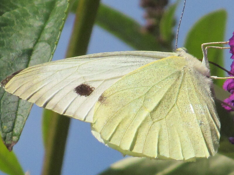 Yellow Butterfly on Flower — Calm, Afternoon, Photograph, Leaf, Plant