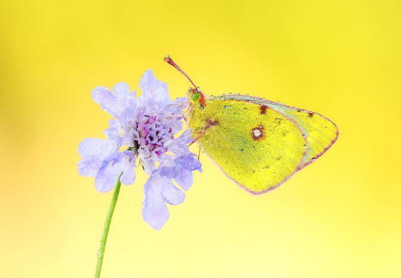 Yellow Butterfly on Flower — Calm, Afternoon, Photograph, Stem, Droplets