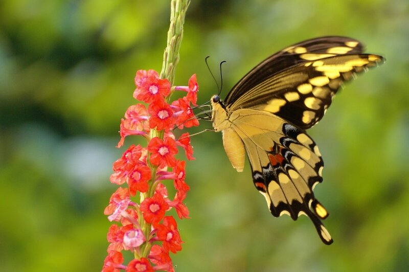 Yellow Butterfly on Flower — Calm, Afternoon, Photograph, Stem