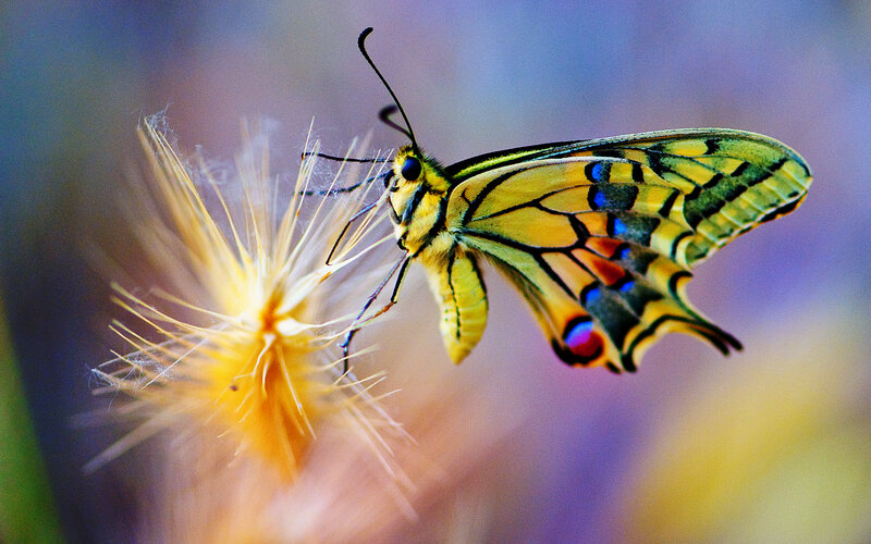 Yellow Butterfly on Flower — Calm, Afternoon, Photograph, Wings