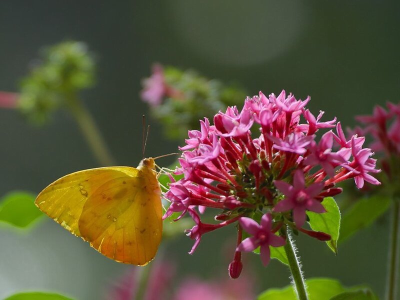 Yellow Butterfly on Flower — Calm, Afternoon