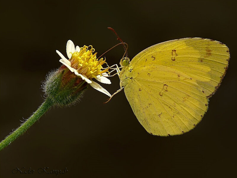 Yellow Butterfly on Flower — Calm, Photograph, Stem