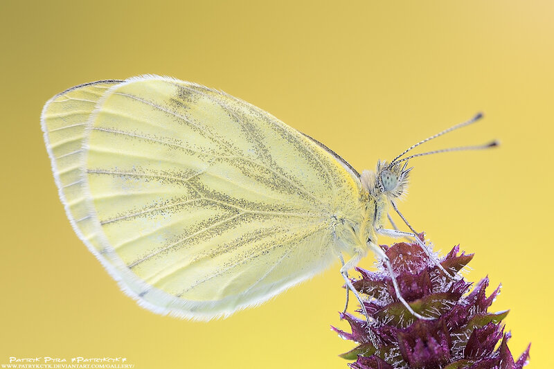 Yellow Butterfly on Flower — Calm, Photograph