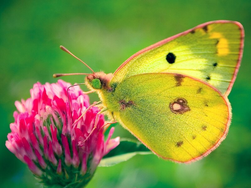 Yellow Butterfly on Flower — Calm, Spring