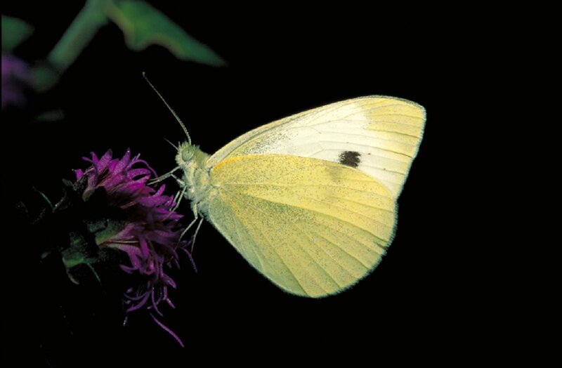 Yellow Butterfly on Flower — Dramatic, Night