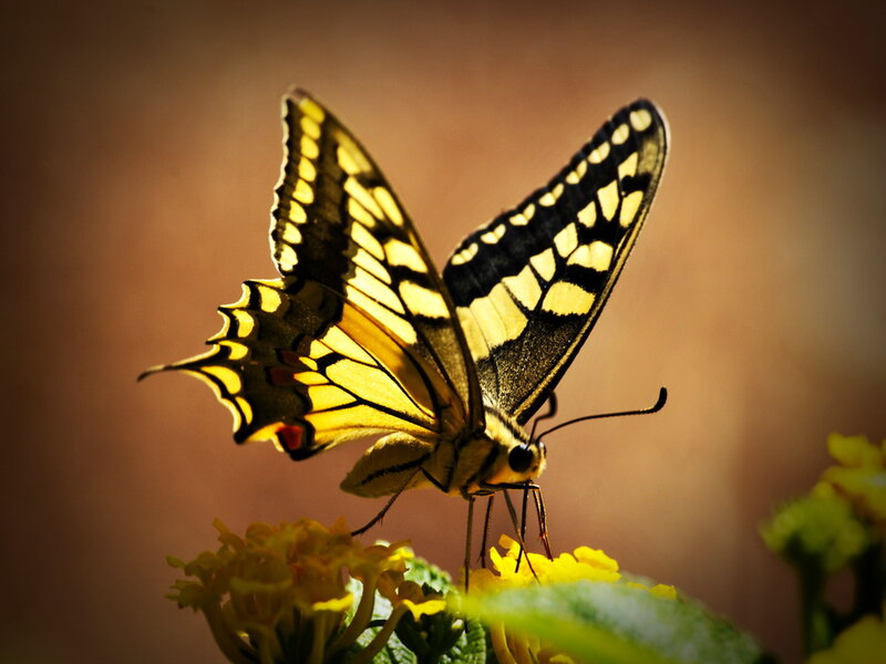 Yellow Butterfly on Flower — Dramatic, Sunset