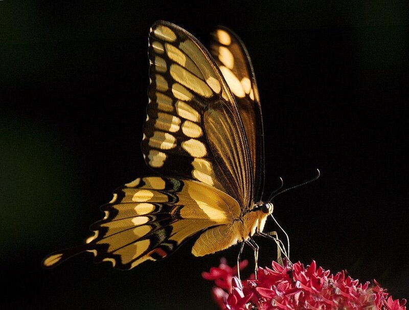 Yellow Butterfly on Flower — Dramatic