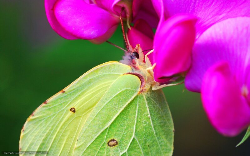 Yellow Butterfly on Flower — Green, Calm, Afternoon, Photograph