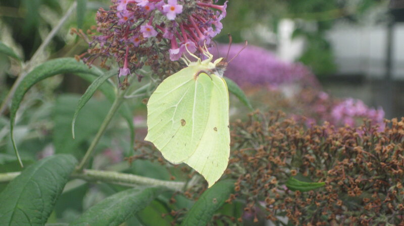 Yellow Butterfly on Flower — Green, Calm, Afternoon
