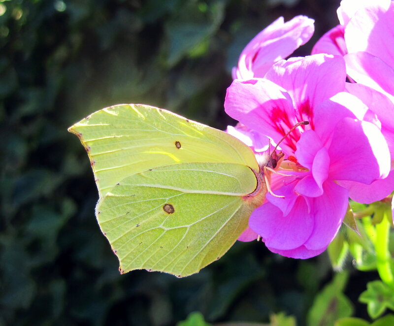 Yellow Butterfly on Flower — Green, Calm