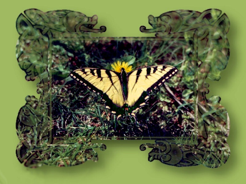 Yellow Butterfly on Flower — Green, Natural