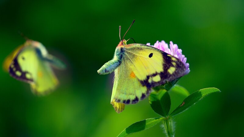 Yellow Butterfly on Flower — Green, Serene, Afternoon, Photograph