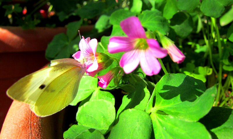 Yellow Butterfly on Flower — Green, Serene