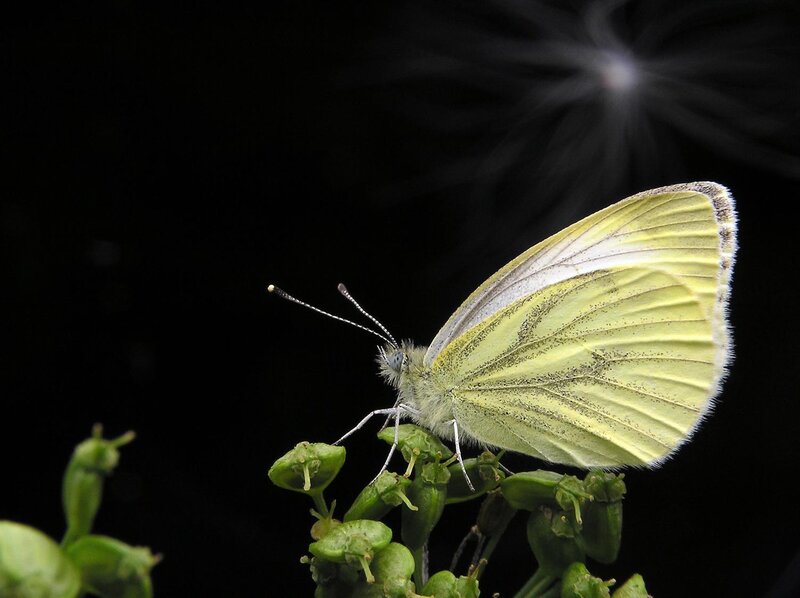 Yellow Butterfly on Flower — Green