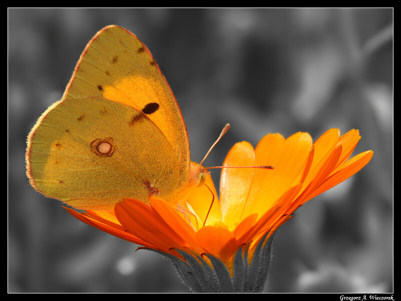 Yellow Butterfly on Flower — Orange