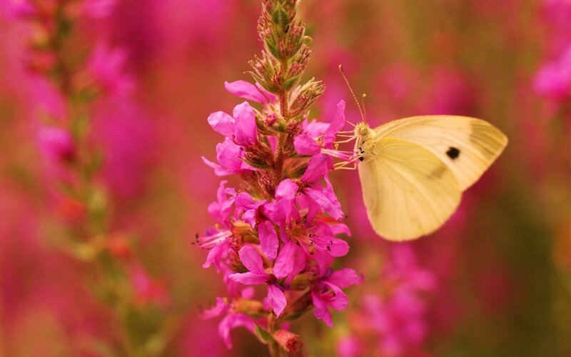 Yellow Butterfly on Flower — Pink, Calm, Summer
