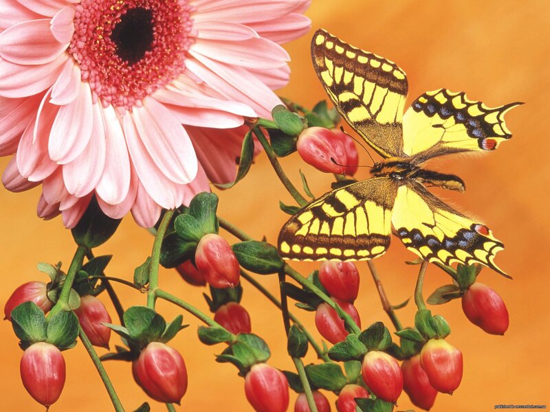Yellow Butterfly on Flower — Pink, Calm