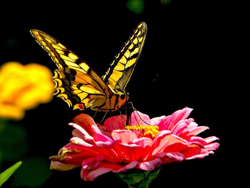 Yellow Butterfly on Flower — Pink, Dramatic
